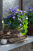 Fragrant violets in a basket and clematis vines on the shed windowsill, with snail shells, and bulbs as decoration
