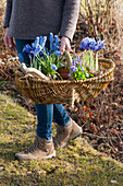 Frau trägt Korb mit Netziris, Strahlenanemone, Duftveilchen und Traubenhyazinthen zum Auspflanzen in den Garten