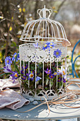 Crocuses 'Tricolor' and ray anemone in a decorative birdcage