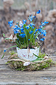 Two-leaf squill and grape hyacinth in a moss wreath