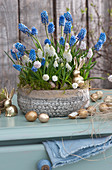 Schale mit blauen und weißen Traubenhyazinthen, dekoriert mit goldenen Osterhasen und Ostereiern
