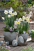 Easter terrace with daffodils 'Ice Follies' 'Ice King', primroses, horned violets, thyme 'Tabor' and rock jasmine, stone Easter eggs, twig wreaths