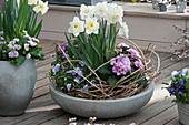 Spring terrace with daffodils 'Ice Follies' 'Ice King', primroses and horned violets, clematis vines as decoration