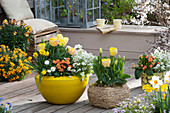 Spring terrace with tulips, filled primroses Belarina 'Sweet Apricot', daisy 'Alabaster', narcissus 'Tete Boucle', golden wallflower, and daisies