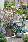Spring terrace with ornamental cherry 'Kojo-no-mai' underplanted with pansies Ruffles 'Purple White Rim', forget-me-not 'Myomark' in a silver planter