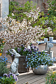 Osterterrasse mit Zierkirsche 'Kojou-no-mai' unterpflanzt mit Stiefmütterchen Ruffles 'Purple White Rim', Vergißmeinicht 'Myomark' im silbernen Kübel, silberner Osterhase und Osterei