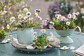 Spring decoration with daisies in tin pots