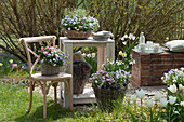 Spring decoration on a small gravel terrace in the garden: baskets with horned violets, Tausendschon Roses, and spring snowflakes, tray with cups and glasses on a small wall