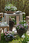 Spring decoration on a small gravel terrace in the garden: baskets with horned violets, Tausendschon Roses, and spring snowflakes, tray with cups and glasses, plates, and napkins