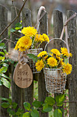 Small bouquets of dandelions in blown-out Easter eggs as vases in wire baskets on the garden fence, wooden pendant: Easter brunch
