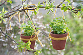 Small clay pots with parsley hung on a branch