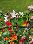 Apfelblüte, darunter Tulpen