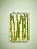 Asparagus in Jelly