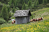 Cows in a pasture with a small wooden hut