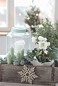 Christmas arrangement with hellebore and lantern in an old wooden box