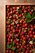 Frische Erdbeeren mit Blüten und Blättern in flacher Holzkiste