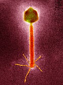 P1 bacteriophage, TEM