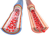 Artery and vein, illustration