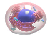 Human cell, illustration