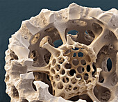 Radiolarian, SEM