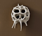 Radiolarian, SEM