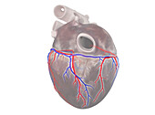 Coronary vessels, illustration