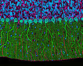 Cerebellum from a brain, confocal light microscopy