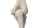 Elbow joint, illustration