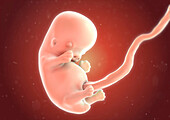Human fetus at 8 weeks, illustration