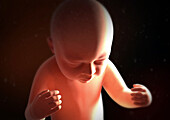 Human foetus, illustration