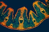 Lyme grass, fluorescent light micrograph