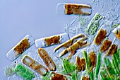 Navicula sp. marine diatom, light micrograph