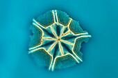 Fragment of a diatom, light micrograph
