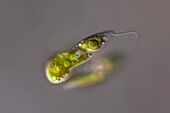 Chlorogonium sp. green algae, light micrograph