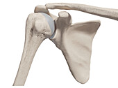 Bones of the shoulder, illustration