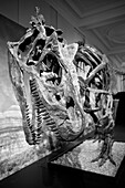 Allosaurus dinosaur skeleton