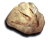 Theropod dinosaur footprint