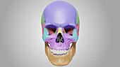 Human skull, illustration