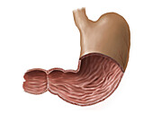 Stomach, illustration