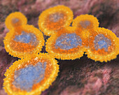 Swine flu viruses, illustration