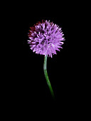 Inflorescence of a chive plant (Allium schoenoprasum)