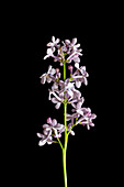 Inflorescence of a lilac (Syringa vulgaris) ornamental shrub