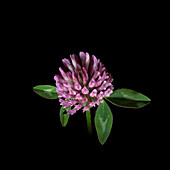 Red clover (Trifolium pratense) inflorescence