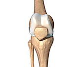 Knee bones, illustration