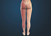 Female leg musculature, illustration