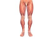 Male leg anatomy, illustration