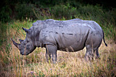 Female white rhino