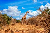 Masai giraffe, Tsavo National Park, Kenya