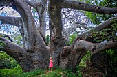 Girl under a baobab tree, Lamu, Kenya
