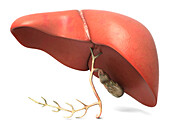 Human liver and gallbladder, illustration